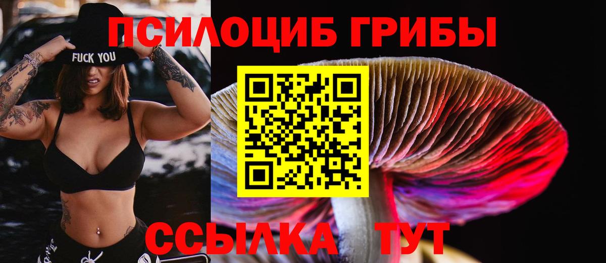 Псилоцибиновые грибы Cubensis Березники